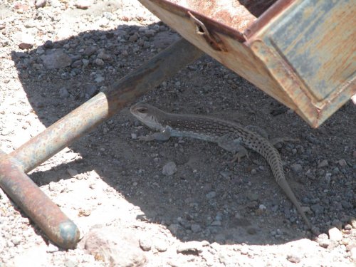 Clark County Park - desert iguana.jpg