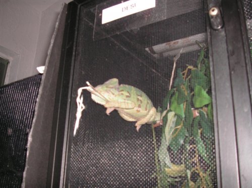 Desi on string.jpg
