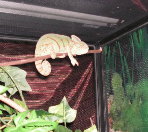 Lucy sleeping.jpg