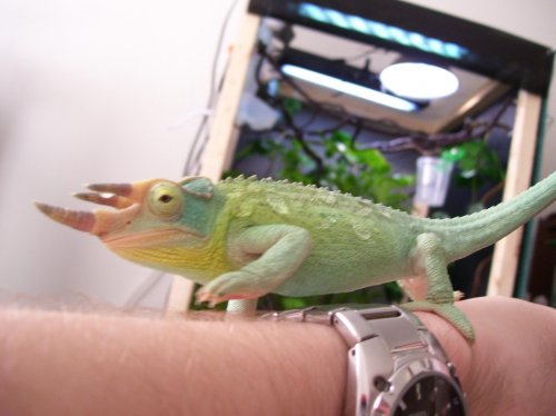 twitch posing 3.jpg