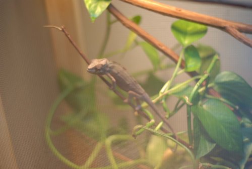 baby chameleon pics.jpg
