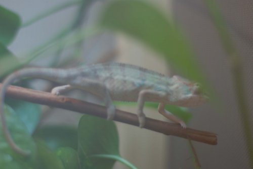 Cham pic 2.jpg