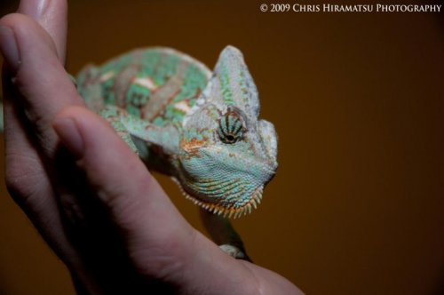 Lightroom-6850copy.jpg
