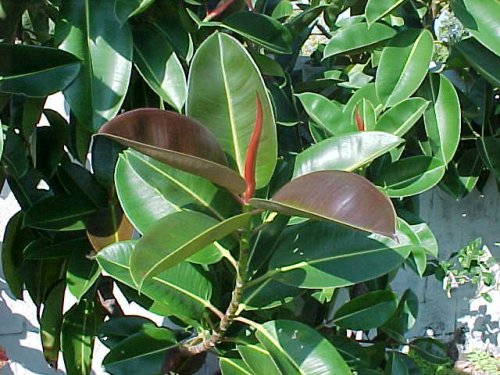 Burgandy Ficus.jpg