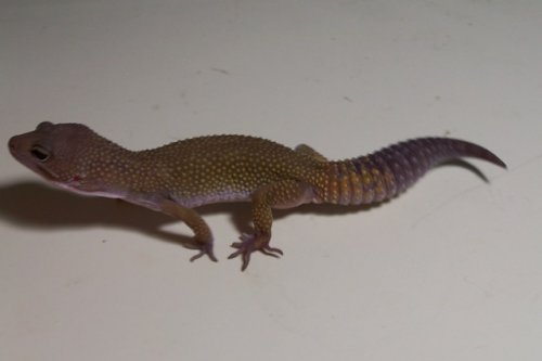 Gecko 002.jpg