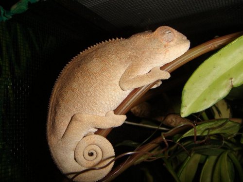 Rosie sleeping.jpg