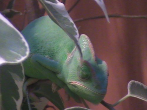 27th Jan 09 14 weeks old.JPG