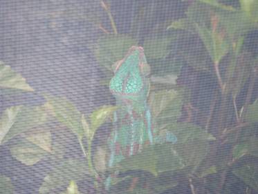 Cham photo resize.jpg