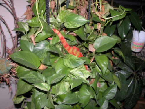 Thaxter pothos 1.jpg