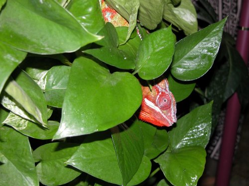 Thaxter pothos 3.jpg