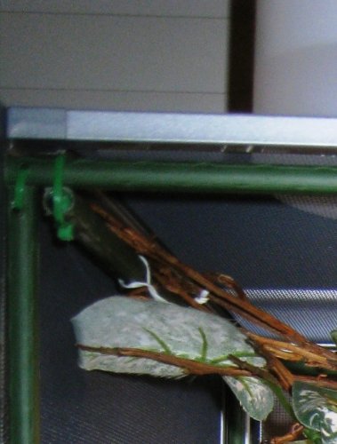 IMG_2628crop.jpg