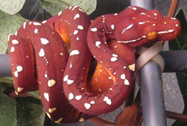 jayapura1.jpg