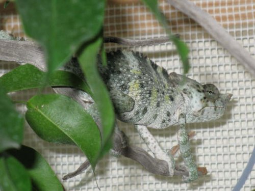 Savage! Partial body.JPG