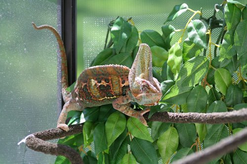 IMG_7340_.JPG