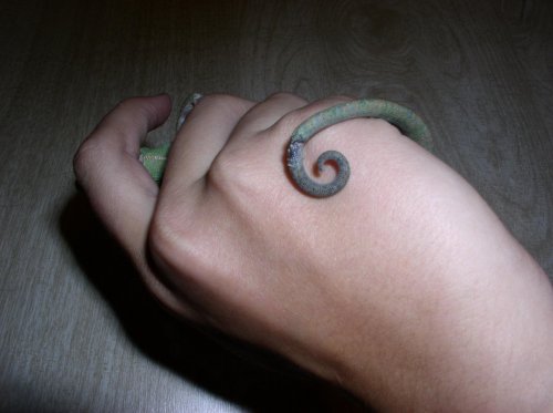 chameleon 003.jpg