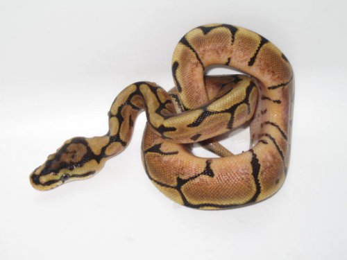 Spider Het Caramel Albino Male #1c.jpg