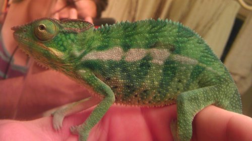 nicks phone 2150.jpg