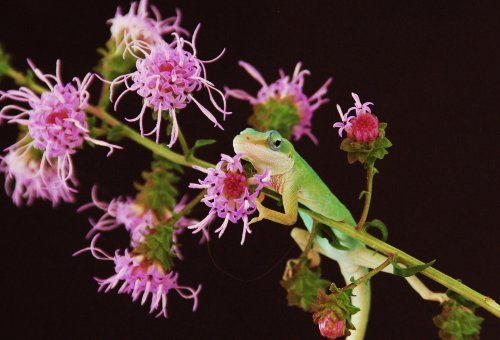 Tarzan on bottle brush flower 005.jpg