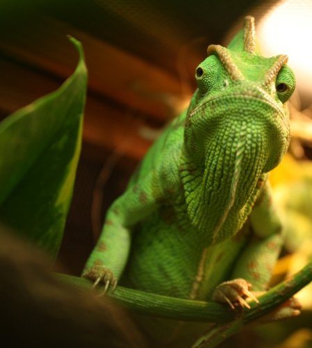 Isis Poses Nov7'12 010.JPG