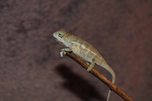 DSC_0114.jpg