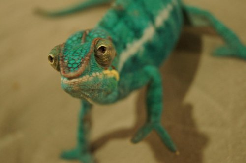 dads cammera 226.jpg