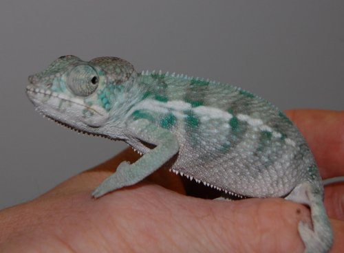 BLUE BABY 001.jpg