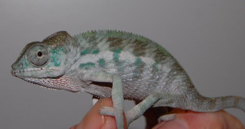 BLUE BABY 002.jpg