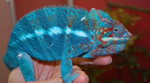 cham sale 026.jpg