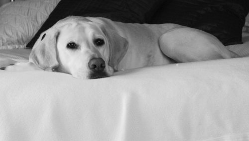 Aspen in black &white 002.jpg