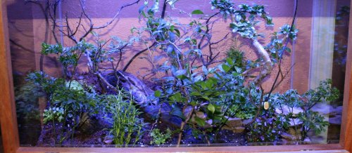 pygmytank_1_111012.jpg