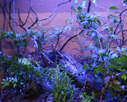 pygmytank_3_111012.jpg