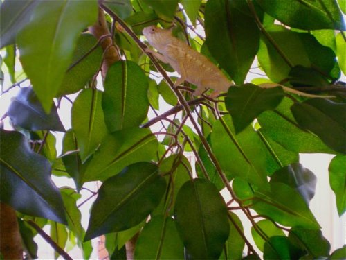 abilobefemale.jpg