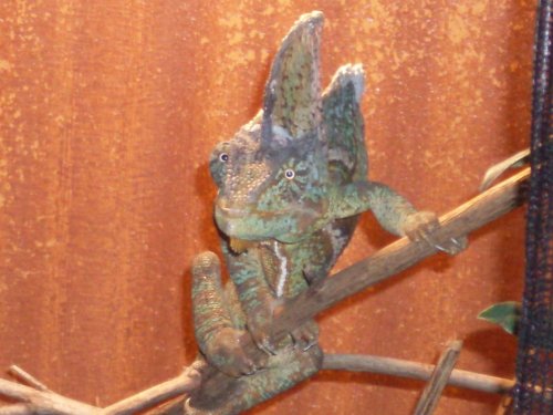 rinty hatchday 2 005.jpg
