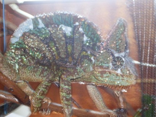 Lizards 013.jpg
