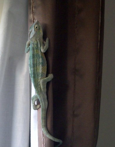 curtains.jpg