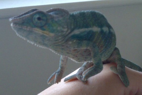New Forest-20121114-00102.jpg