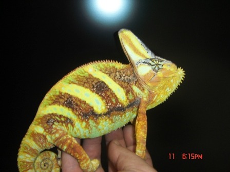 ImageUploadedByTapatalk1353010174.350731.jpg