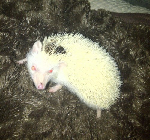 New Forest-20121115-00121.jpg