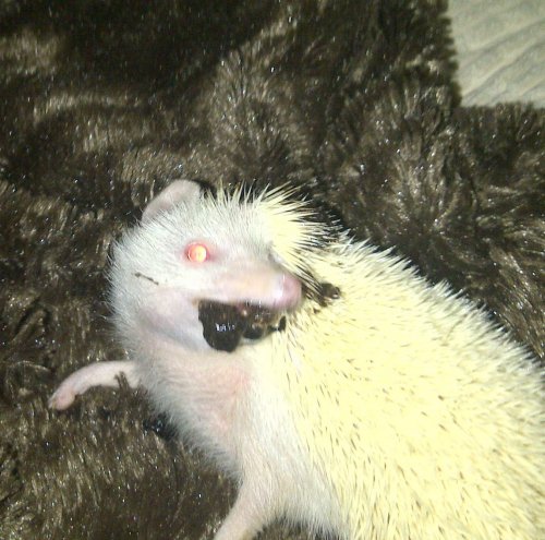 New Forest-20121115-00125.jpg