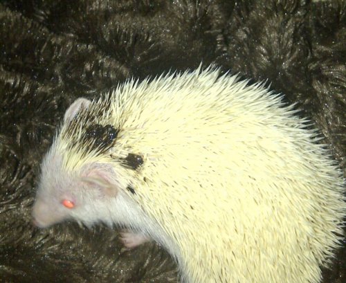 New Forest-20121115-00126.jpg