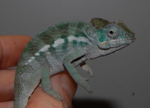 BLUE BABY 005.jpg