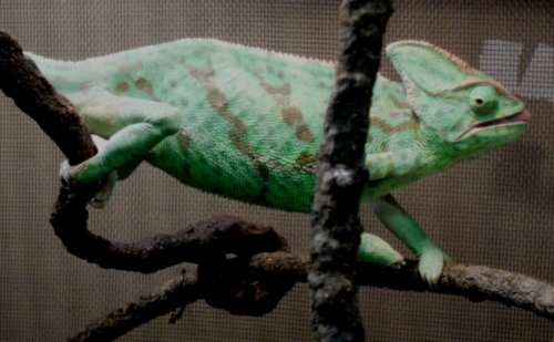 Isis Oct'31'12 001.JPG