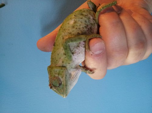 gravid senegal 2.jpg