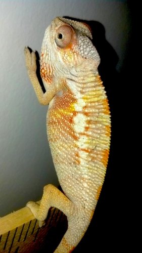 1nov17male1.jpg