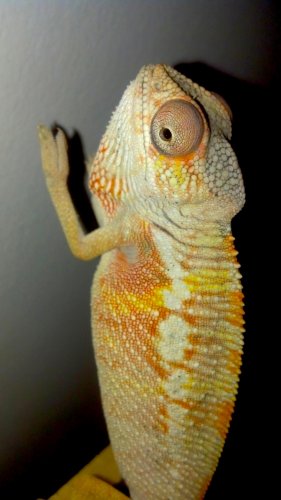 2nov17male1.jpg