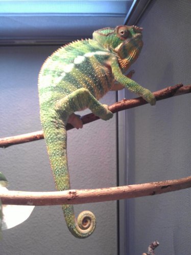 Ambilobe long tail.jpg