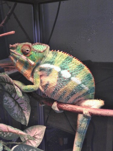 ambilobe side tail.jpg