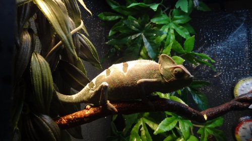 Randall is here! 002.jpg