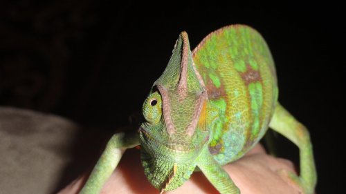 Randall is here! 005.jpg