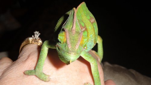 Randall is here! 007.jpg